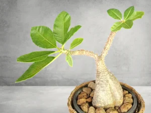 Pachypodium Baronii 004