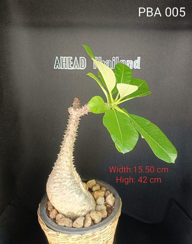 Pachypodium Baronii (PBA005)