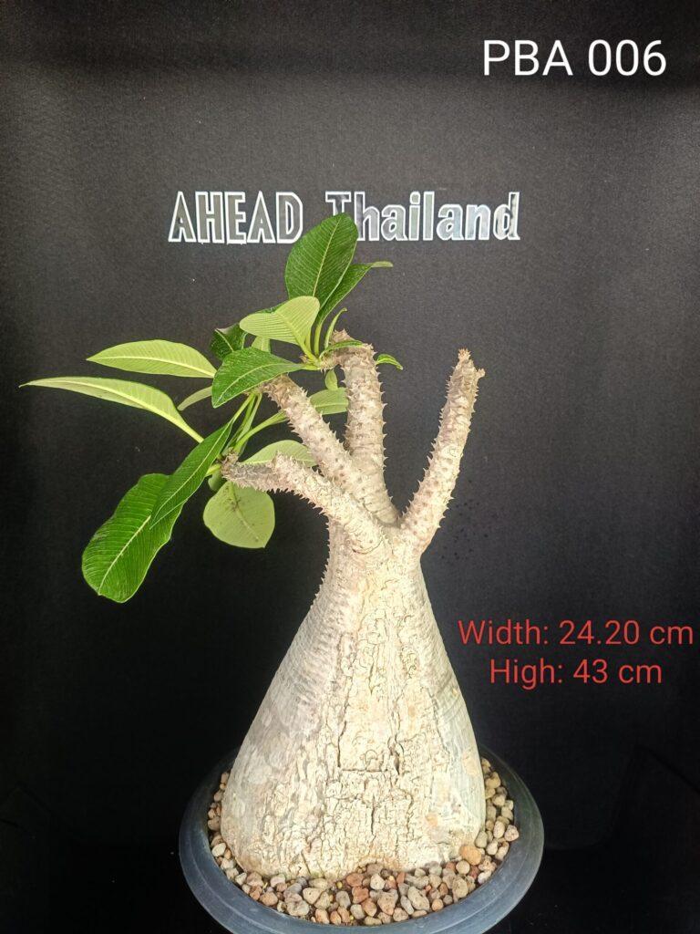 Pachypodium Baronii (PBA006)