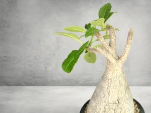 Pachypodium Baronii 006