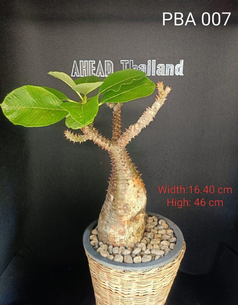 Pachypodium Baronii (PBA007)