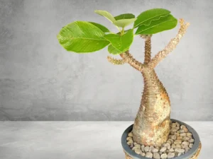 Pachypodium Baronii 007