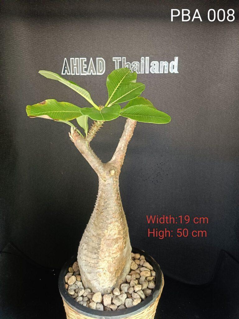 Pachypodium Baronii (PBA008)