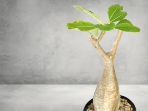 Pachypodium Baronii 008