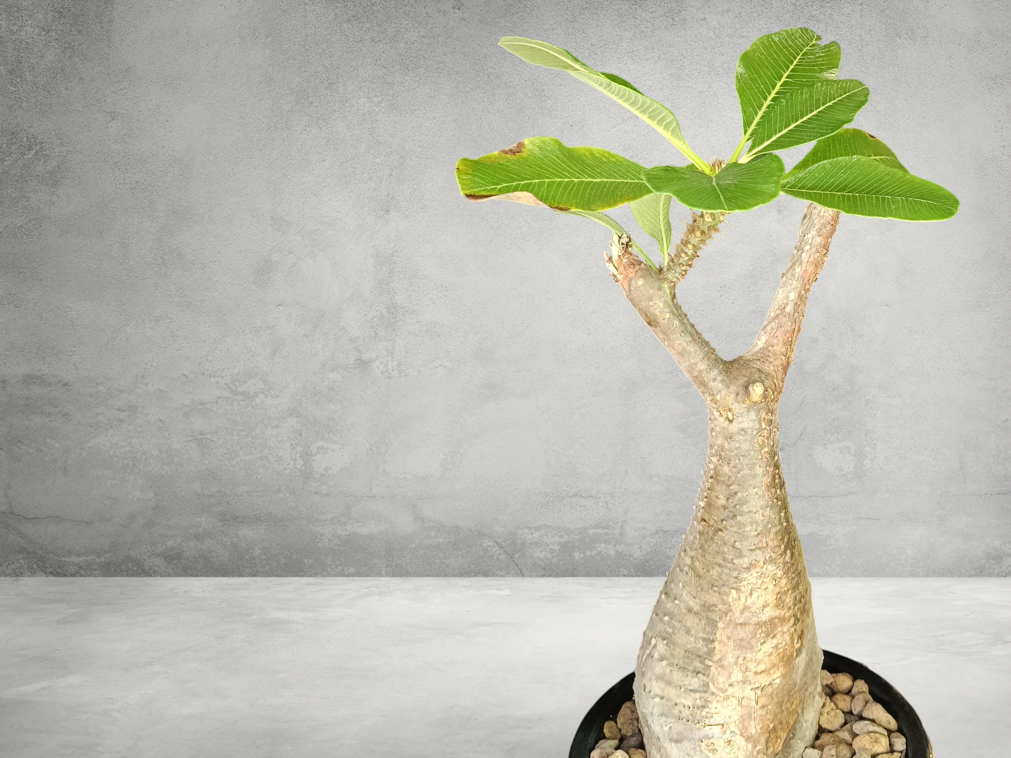 Pachypodium Baronii 008