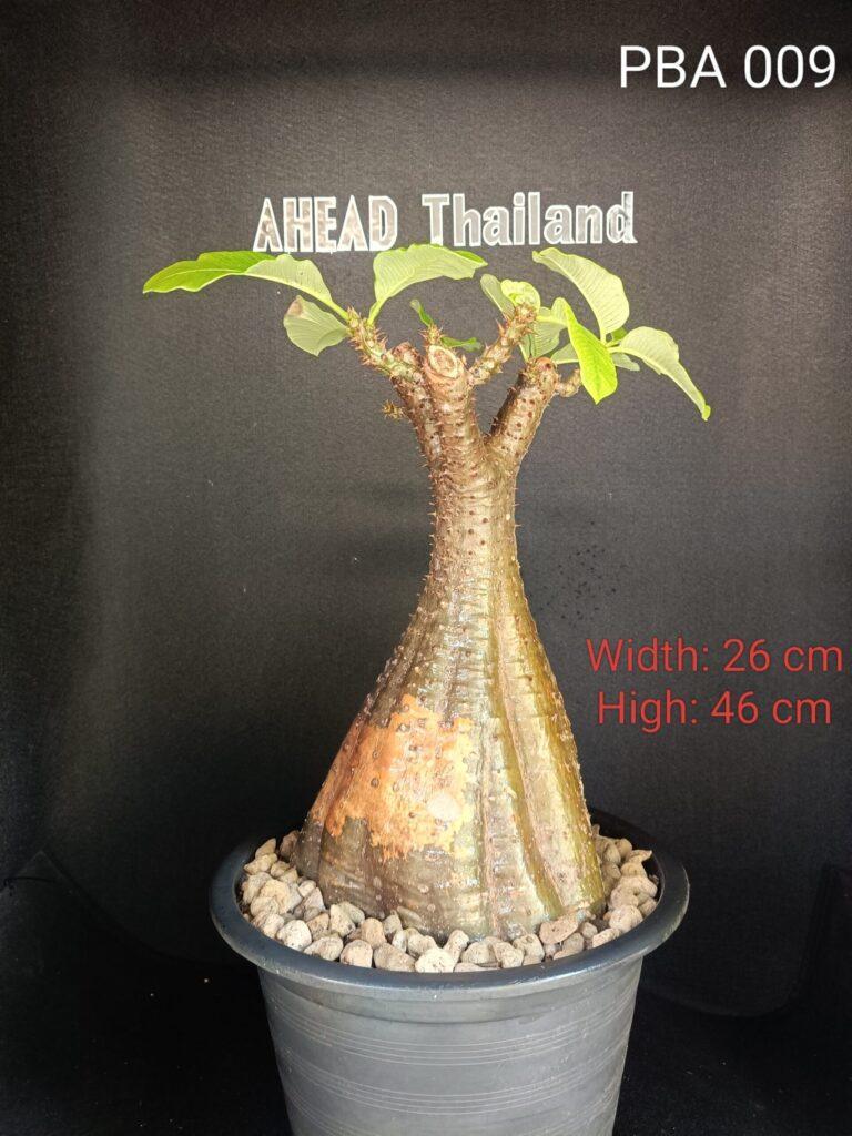 Pachypodium Baronii (PBA009)