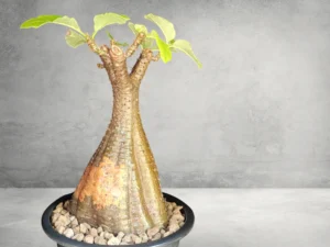 Pachypodium Baronii 009