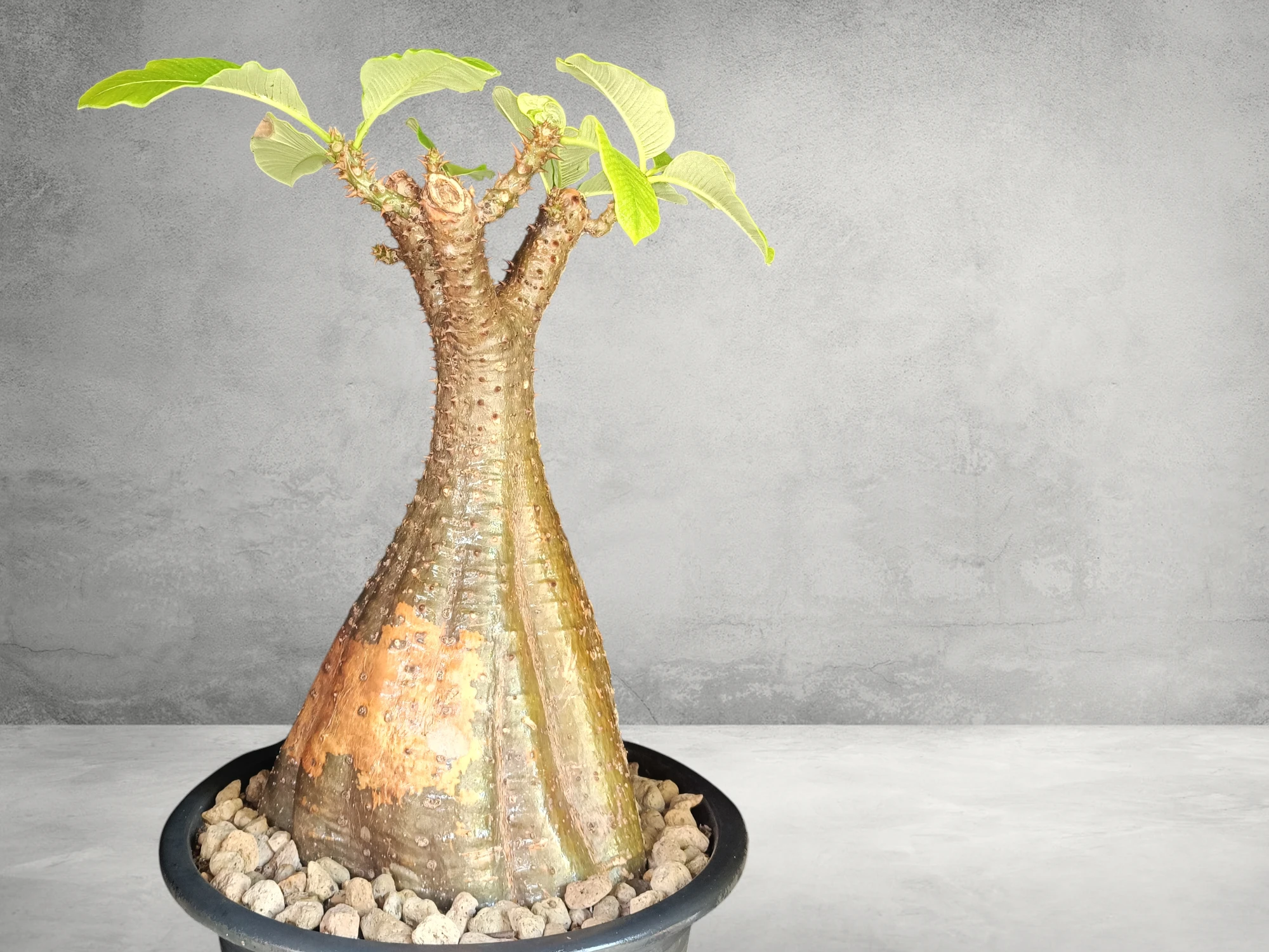 Pachypodium Baronii 009