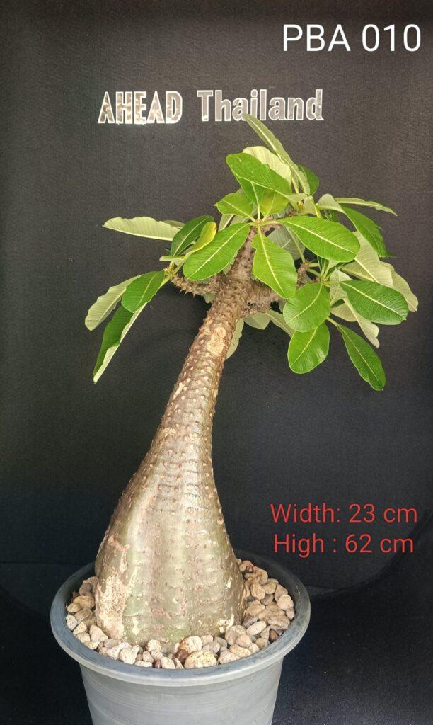 Pachypodium Baronii (PBA010)