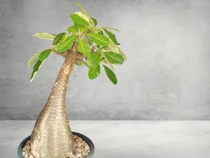 Pachypodium Baronii 010