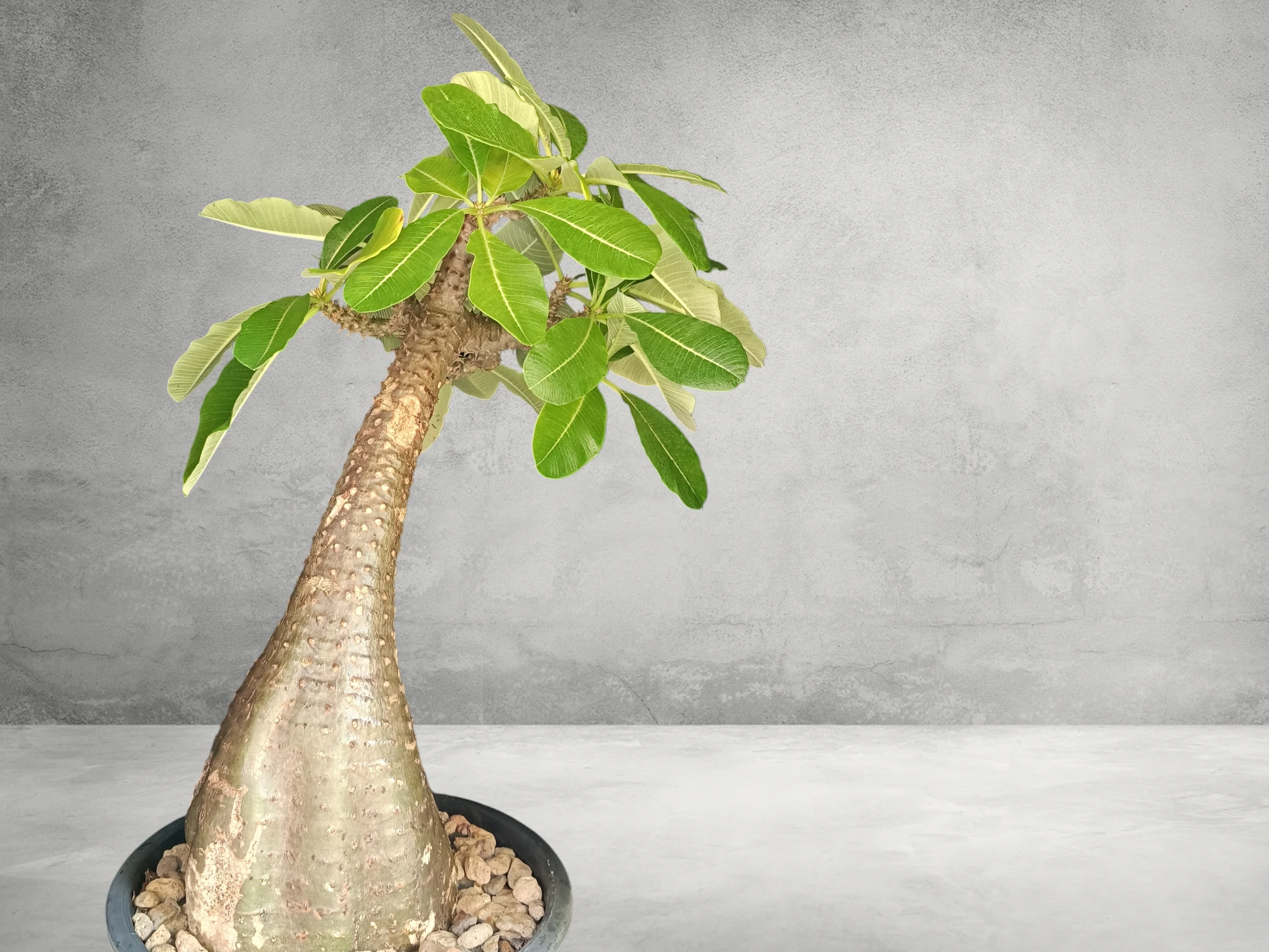 Pachypodium Baronii 010