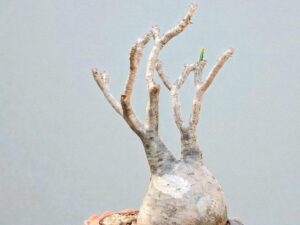 Pachypodium Gracilius 001