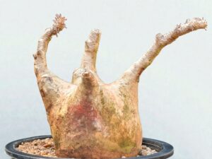 Pachypodium Gracilius 003