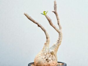 Pachypodium Gracilius 004