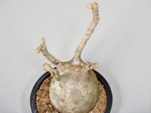 Pachypodium Gracilius 005