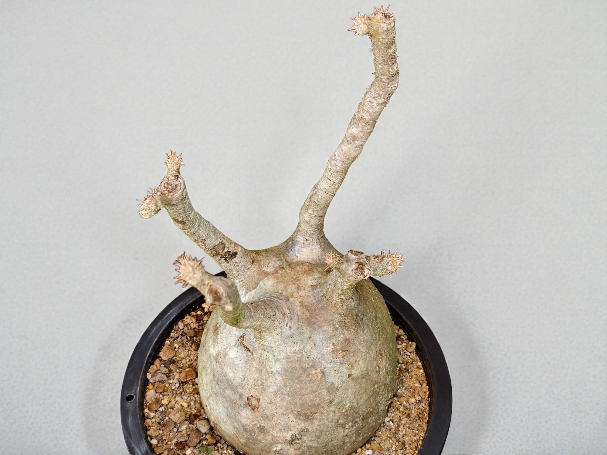 Pachypodium Gracilius 005