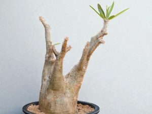 Pachypodium Gracilius 006