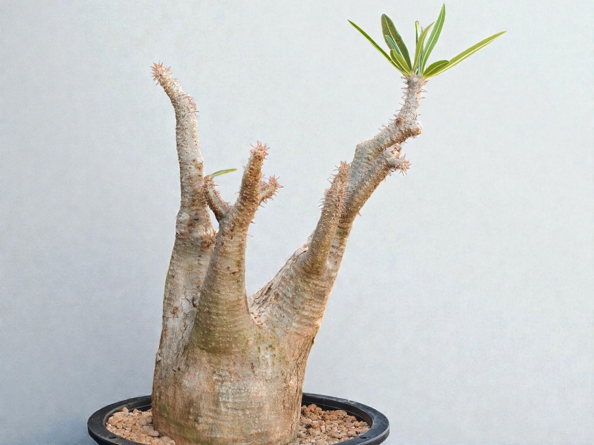 Pachypodium Gracilius 006