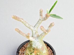 Pachypodium Gracilius 007