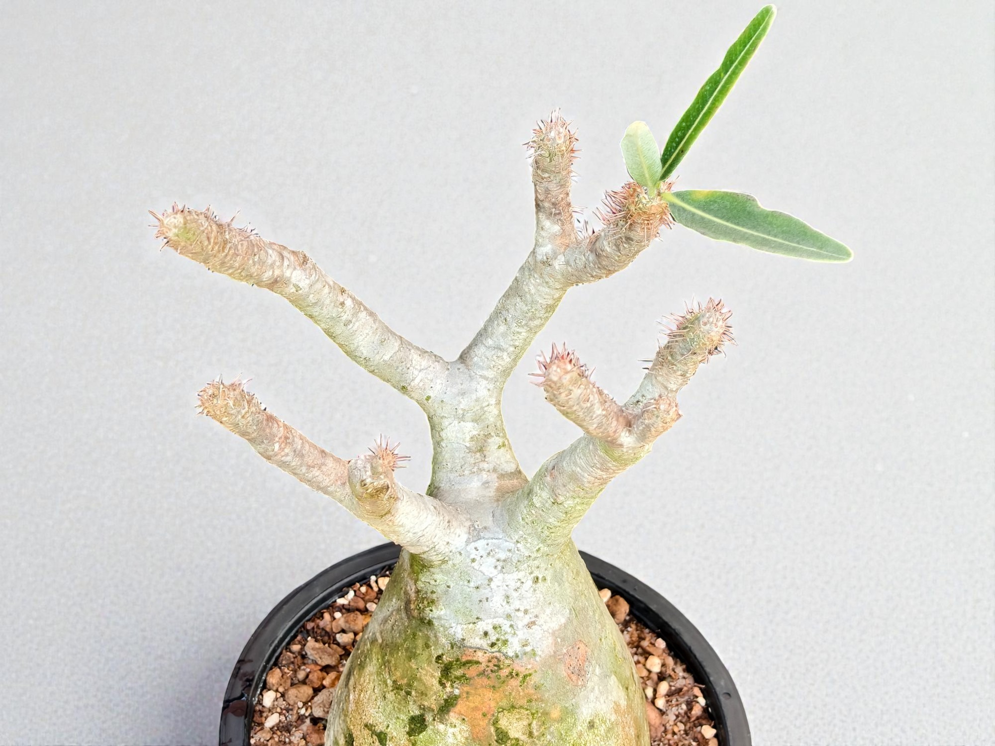 Pachypodium Gracilius 007