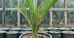 Pseudophoenix ekmanii 001