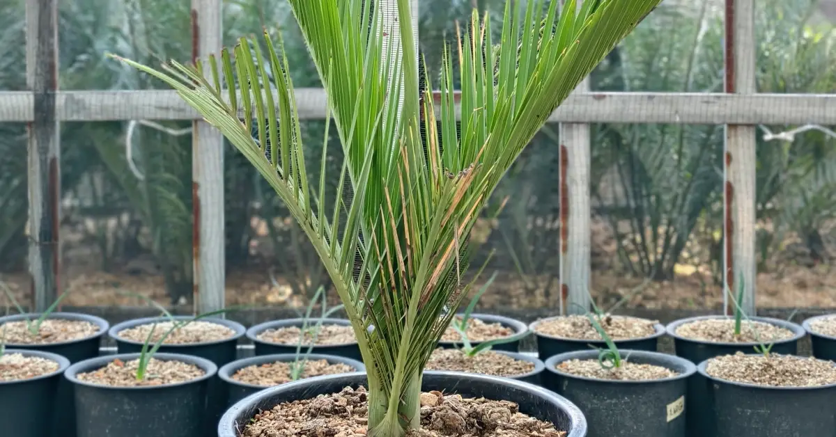 Pseudophoenix ekmanii 001