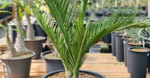 Pseudophoenix ekmanii 004