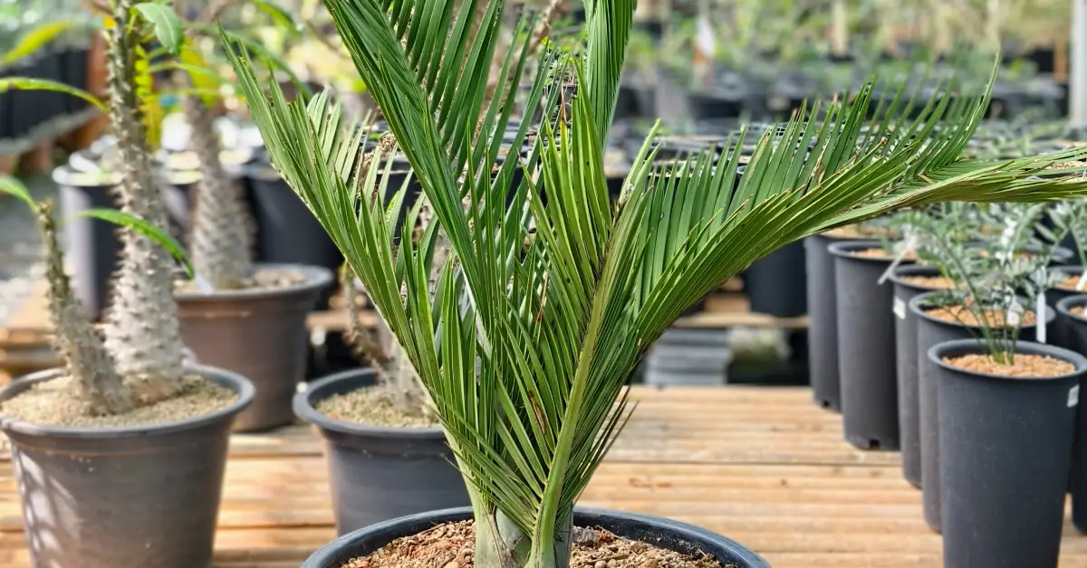Pseudophoenix ekmanii 004