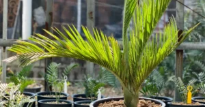 Pseudophoenix ekmanii 005