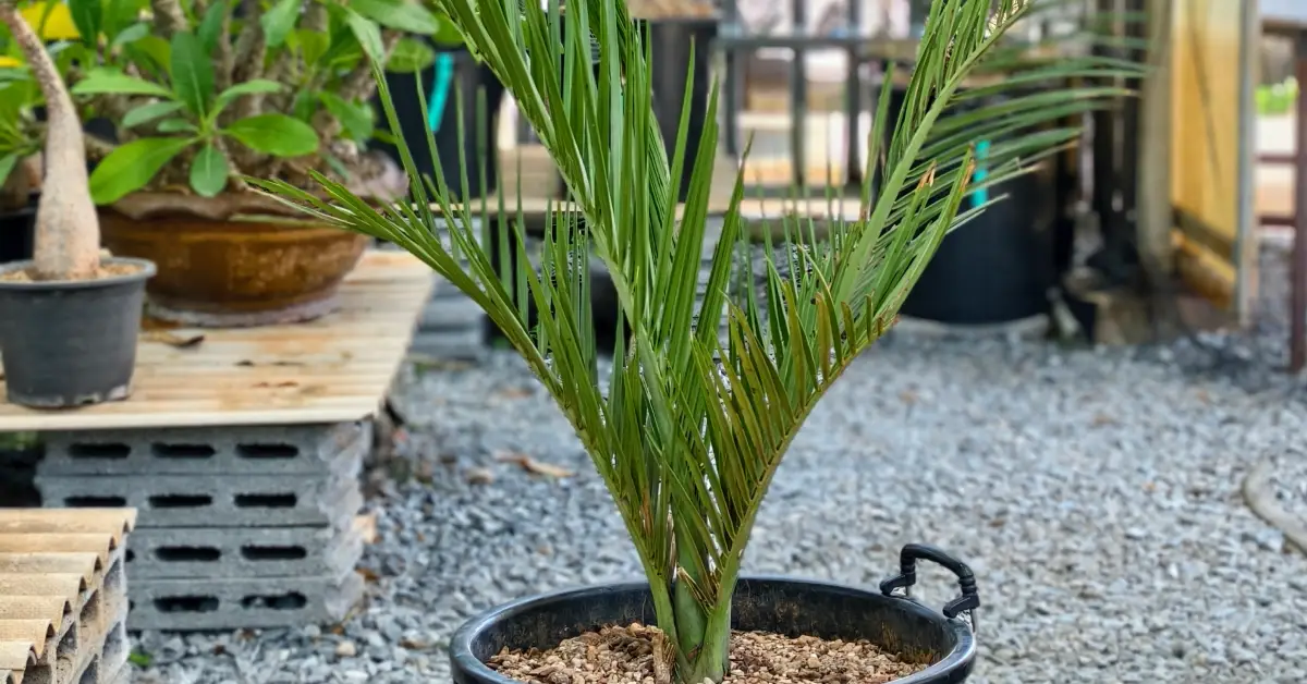 Pseudophoenix ekmanii 007