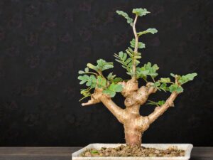 Senna Meridionalis 001