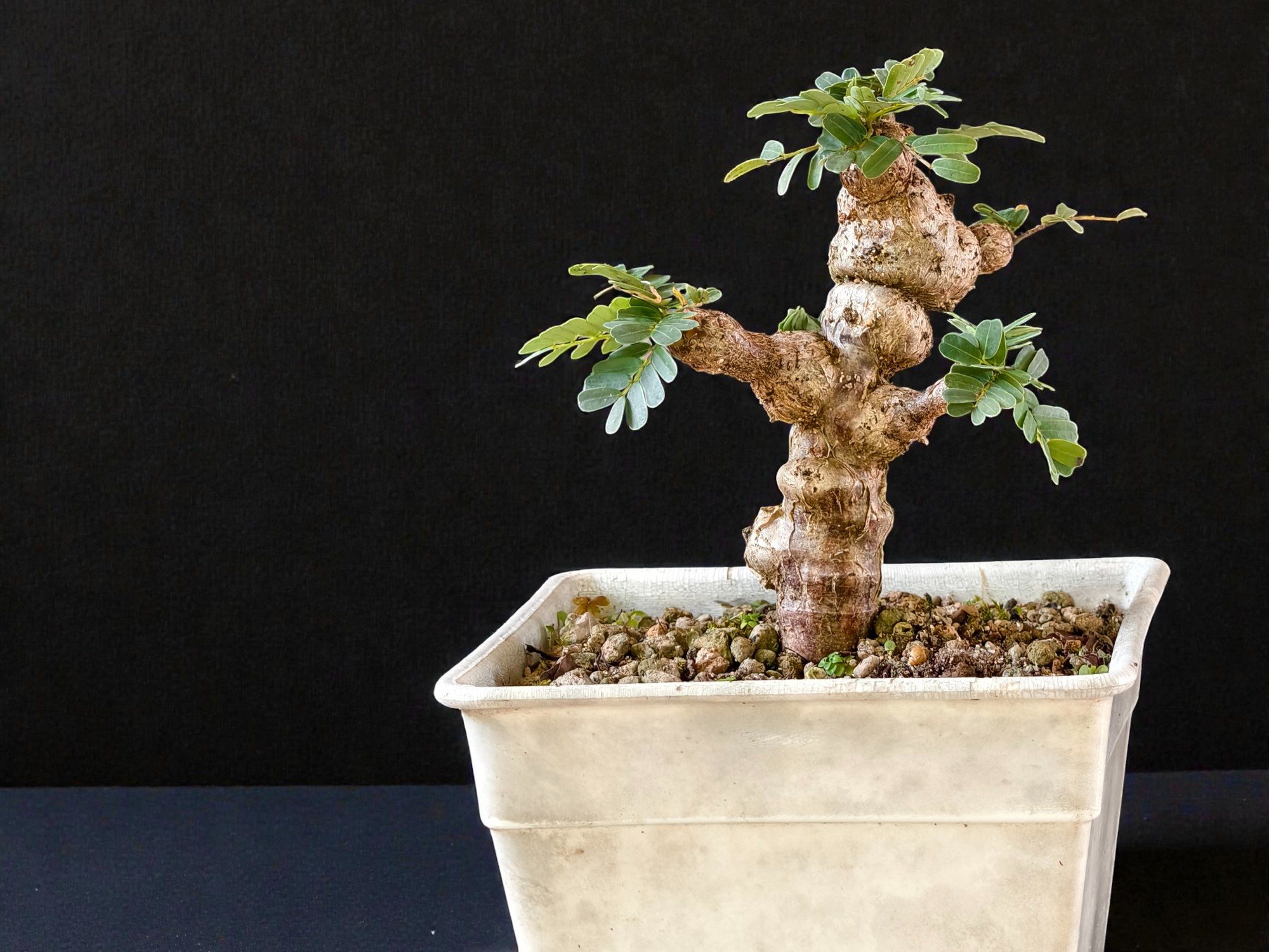Senna Meridionalis 002