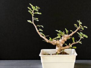 Senna Meridionalis 003