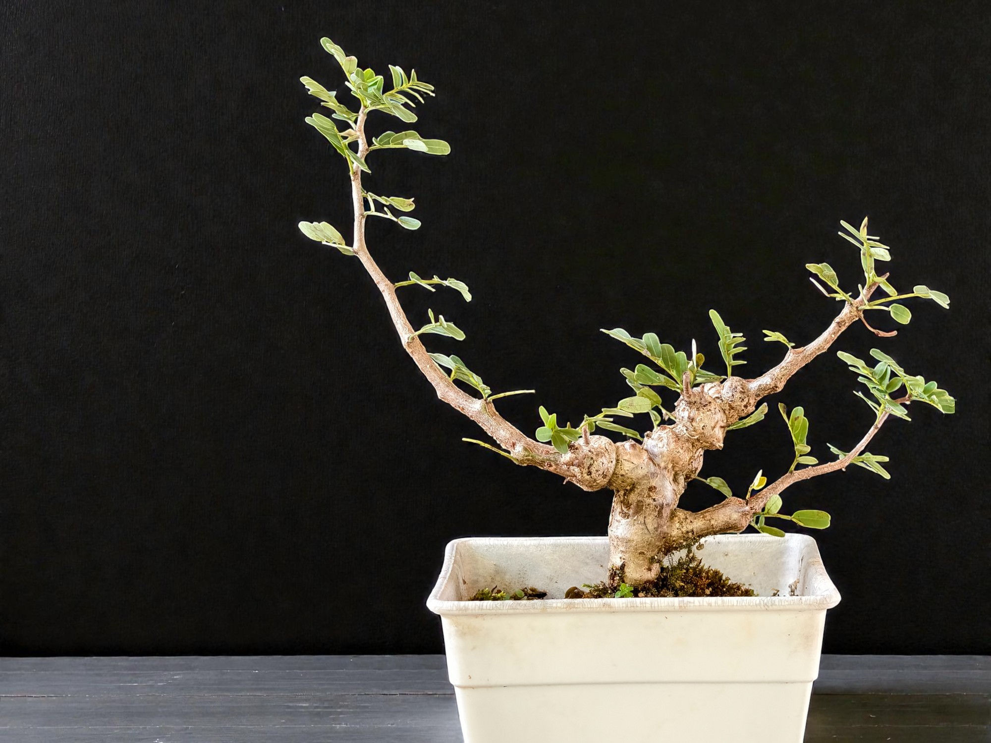 Senna Meridionalis 003