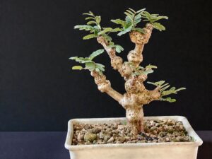 Senna Meridionalis 004