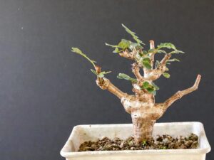 Senna Meridionalis 005