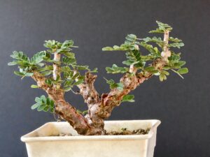 Senna Meridionalis 006