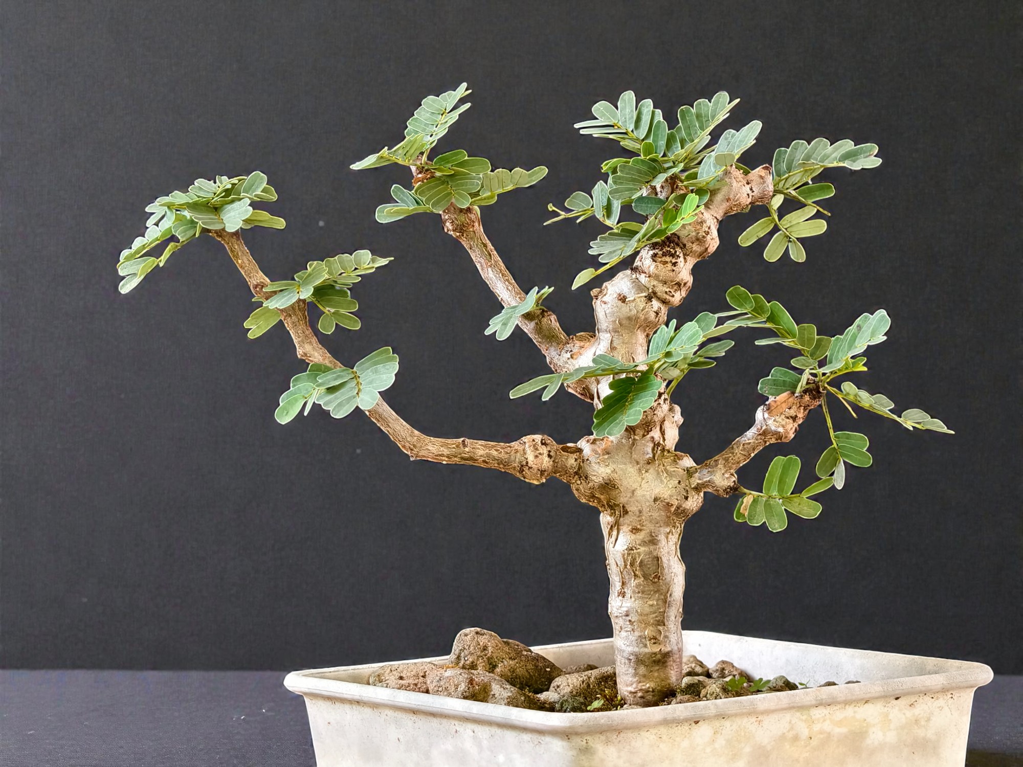 Senna Meridionalis 007