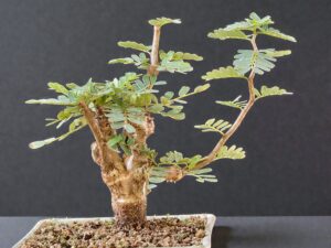 Senna Meridionalis 008