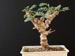 Senna Meridionalis 009
