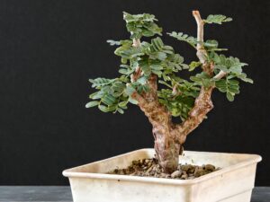 Senna Meridionalis 010