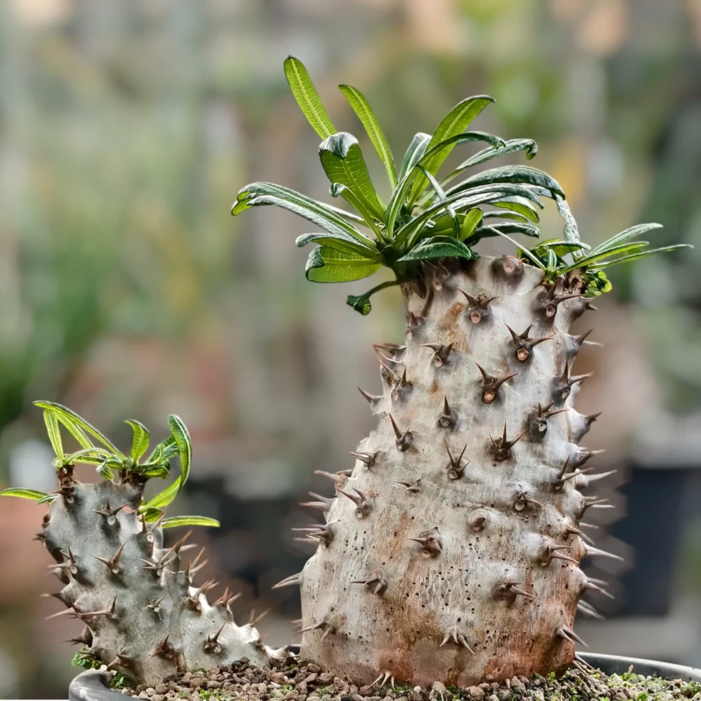 Pachypodium Ambongense