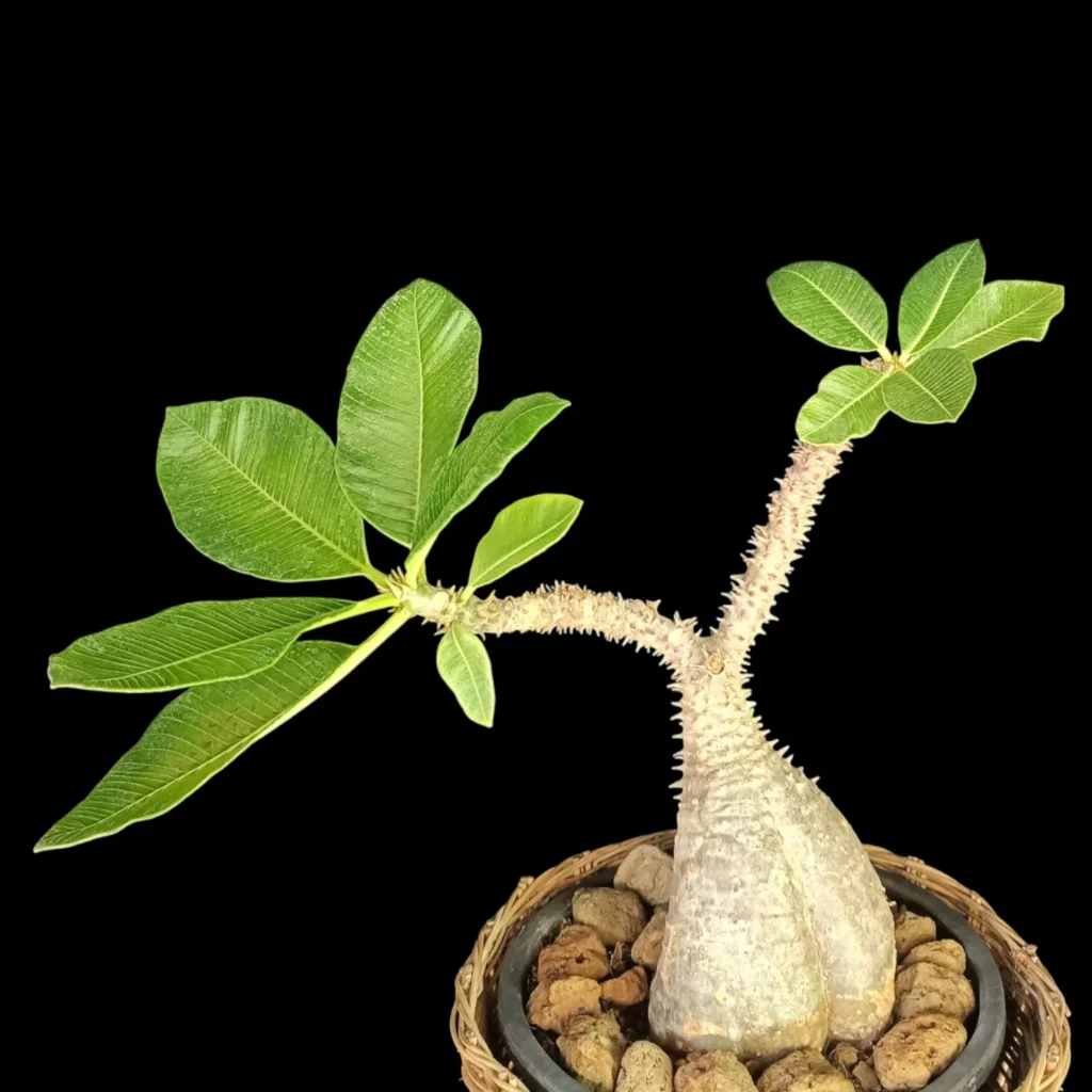 Pachypodium Baronii