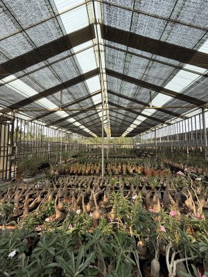AHEAD Thailand Nursery