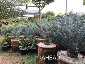 AHEAD Thailand Farm